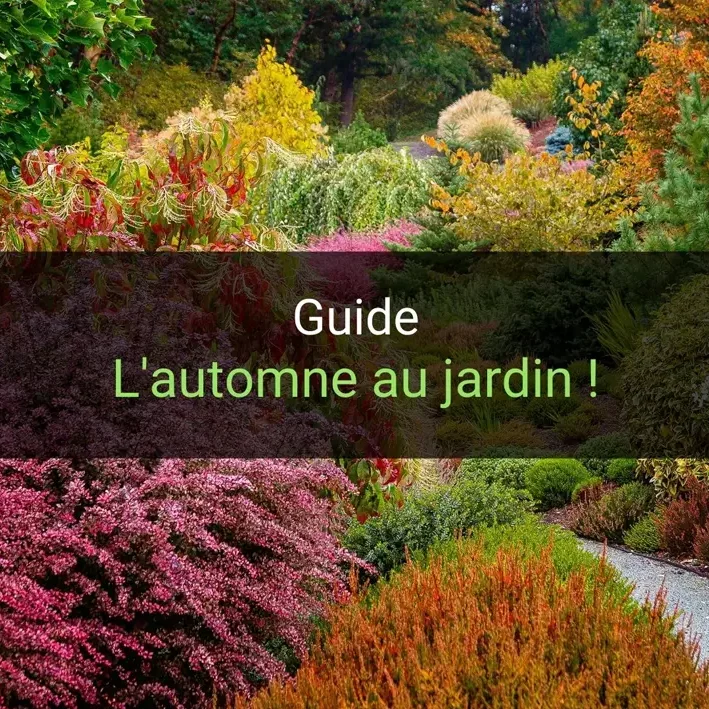 automne au jardin