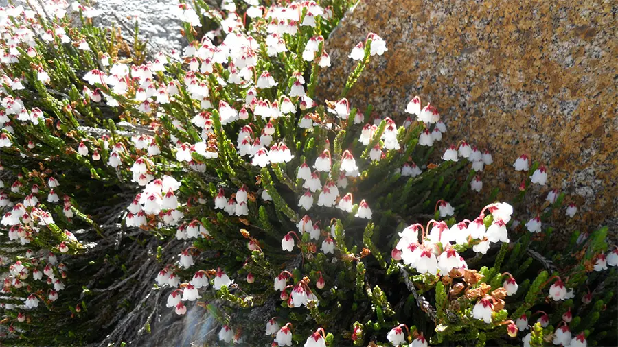 Cassiope - Fleurs de Bretagne