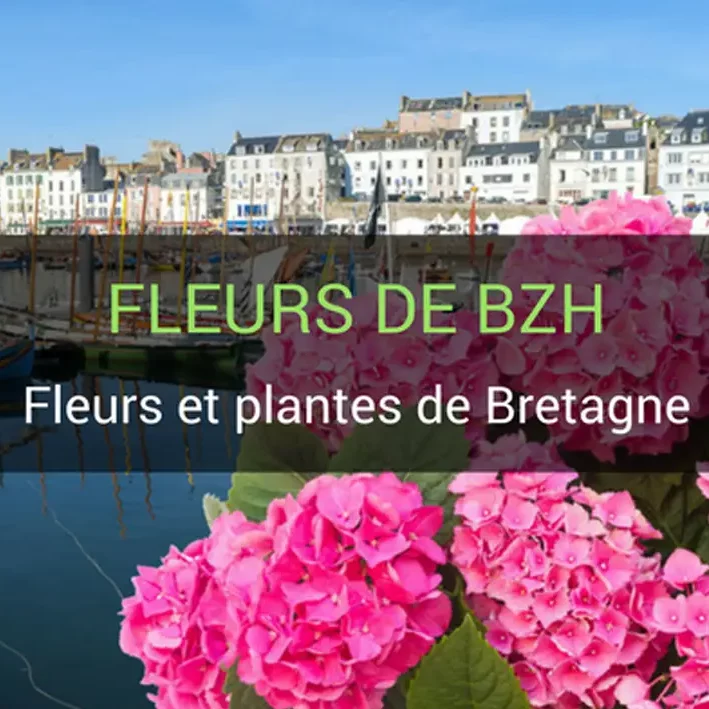 fleurs de Bretagne