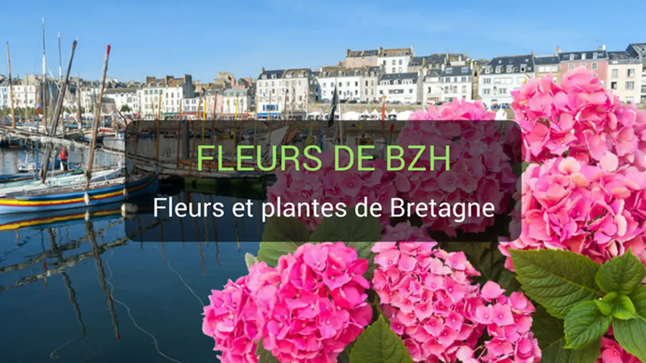 fleurs-de-bretagne-d-couvrez-les-plus-belles-plantes-du-littoral-breton